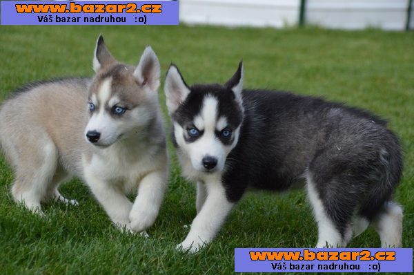 Krásné Siberian Husky štěňátka