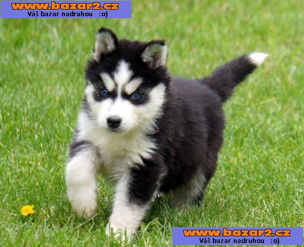 Krásné Siberian Husky štěňátka