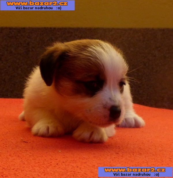 Jack Russell Terrier