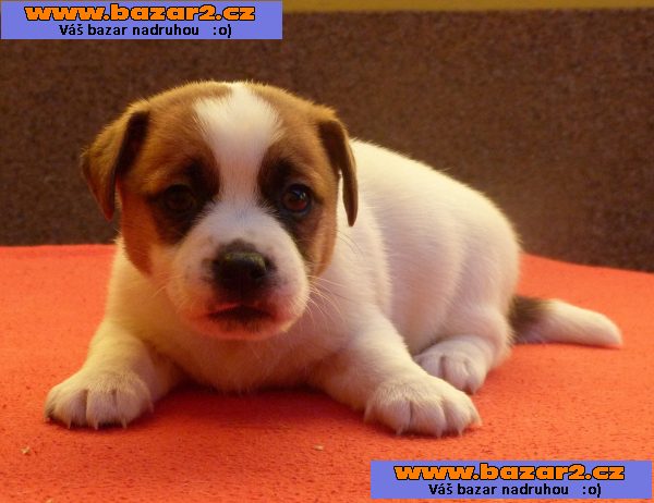 Jack Russell Terrier