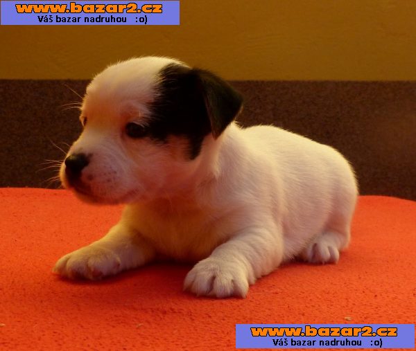 Jack Russell Terrier