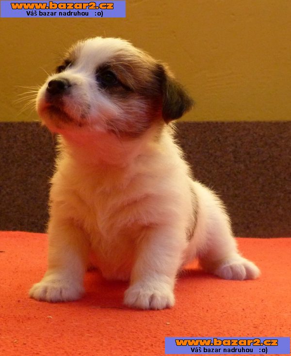 Jack Russell Terrier
