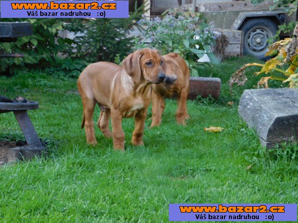 Rhodezsky ridgeback