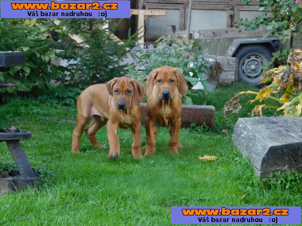 Rhodezsky ridgeback