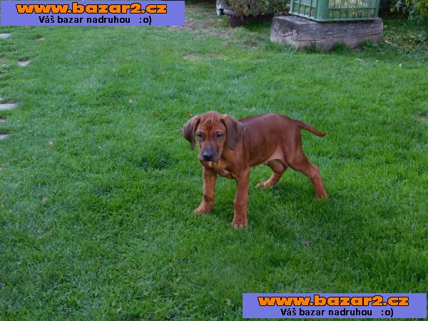 Rhodezsky ridgeback
