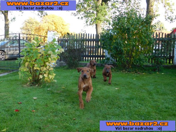 Rhodezsky ridgeback