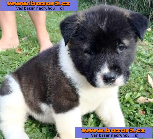 Akita štěňata připraven k rehoming.