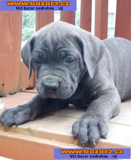 Cane Corso Štěňata