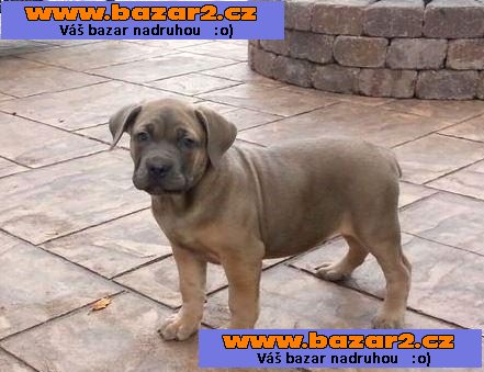 Cane Corso Štěňata