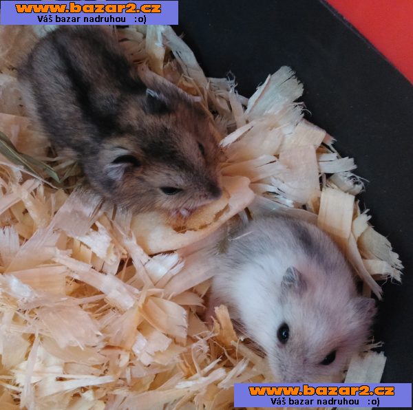 Křeček džungarský - mláďatka