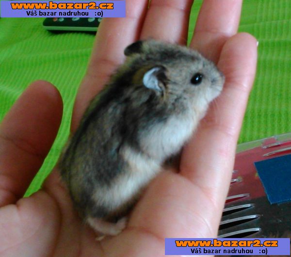 Křeček džungarský - mláďatka