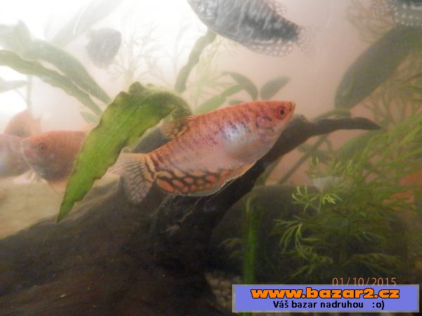 Čichavci Cosby, Leeri, Gold-Red, 