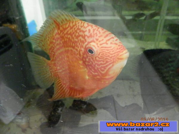 Heros severum 5 cm, 10cm 13cm, 
