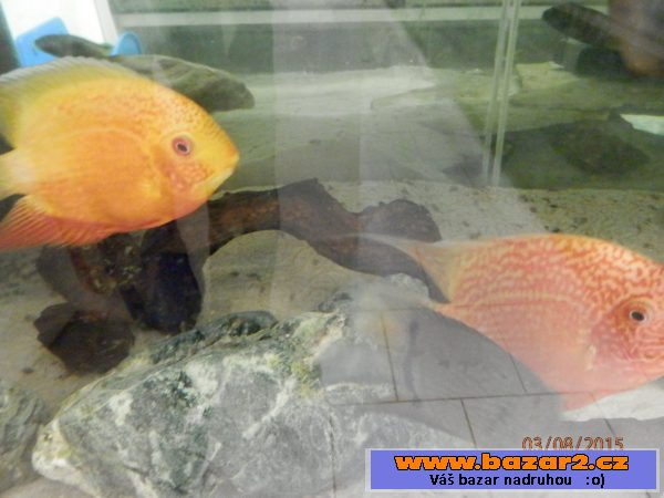 Heros severum 5 cm, 10cm 13cm, 
