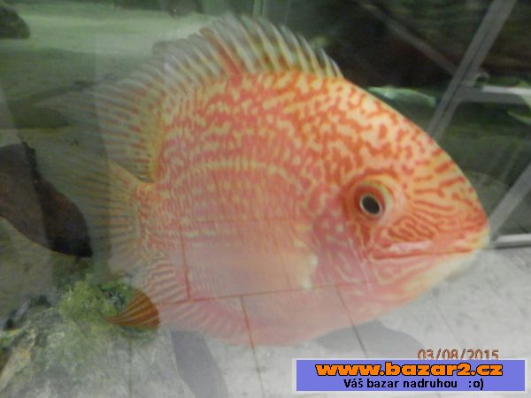 Heros severum 5 cm, 10cm 13cm, 