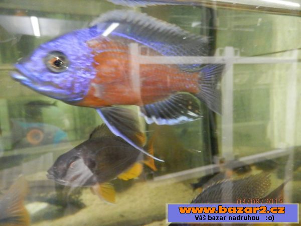 Heros severum 5 cm, 10cm 13cm, 