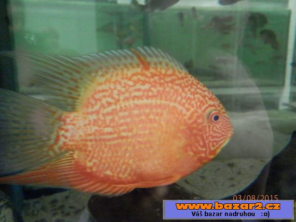 Heros severum 5 cm, 10cm 13cm, 