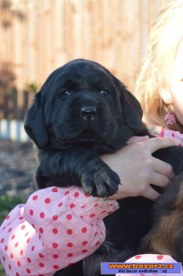 Labrador štěňata s PP 