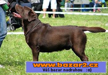 Labrador štěňata s PP 