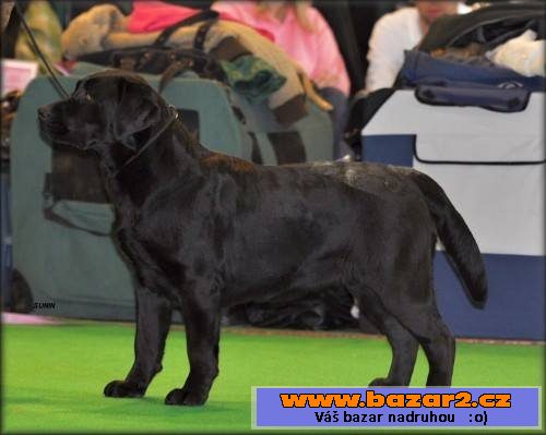 Labrador štěňata s PP 