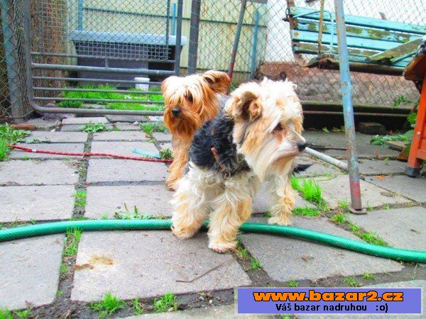 Molly a Sally - jorkšírský teriér 