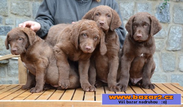 Chesapeake bay retriever  s PP