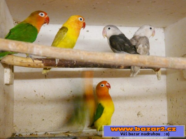 Agapornis fišeri a škraboškový