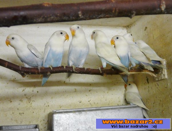 Agapornis fišeri a škraboškový