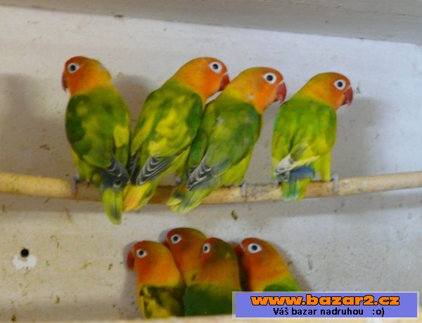 Agapornis fišeri a škraboškový