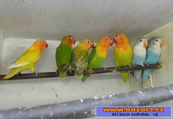 Agapornis fišeri a škraboškový