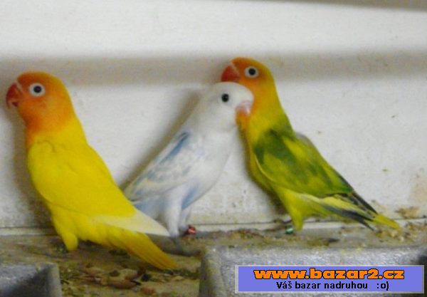 Agapornis fišeri a škraboškový