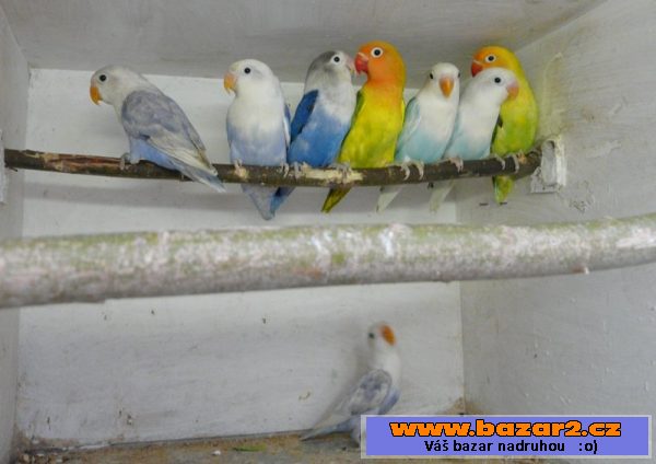 Agapornis fišeri a škraboškový
