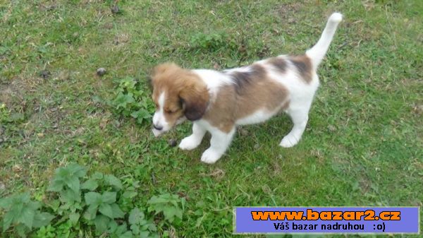 Kooikerhondje štěňátko (pejsek)