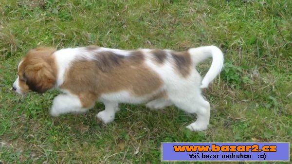 Kooikerhondje štěňátko (pejsek)