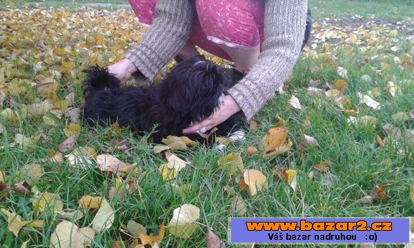 Nabízím posledního pejska Shih-tzu
