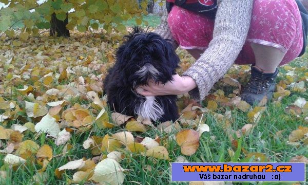 Nabízím posledního pejska Shih-tzu