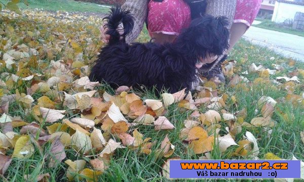 Nabízím posledního pejska Shih-tzu