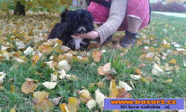 Nabízím posledního pejska Shih-tzu