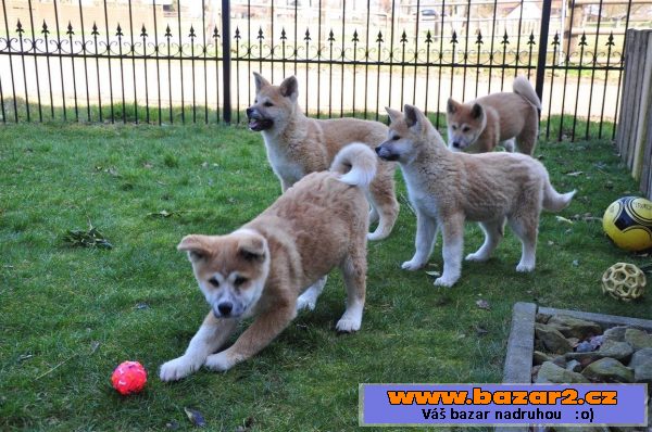 Akita Inu štěňata s PP