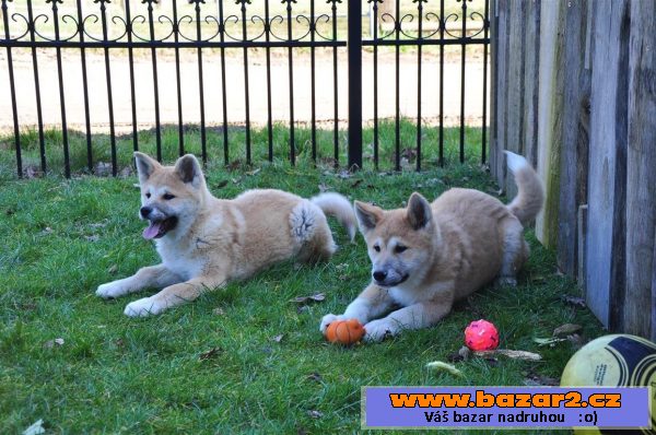 Akita Inu štěňata s PP