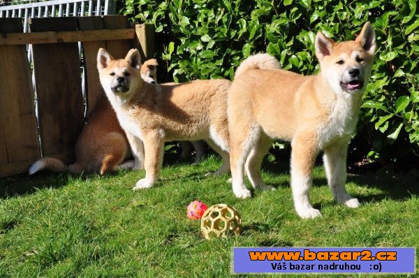 Akita Inu štěňata s PP