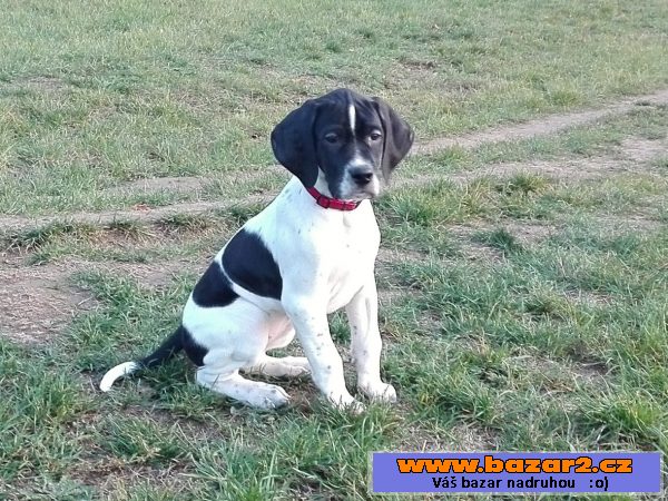 Pointer - štěňátka 