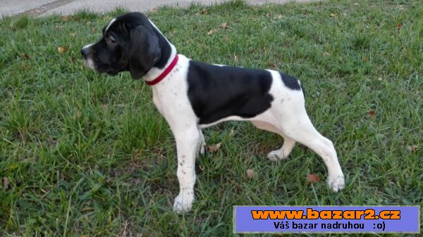 Pointer - štěňátka 