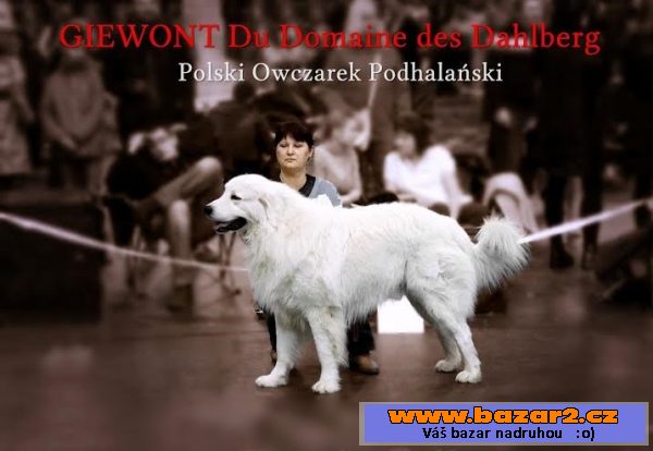 Štěňátka podhalanský ovčák k odběru