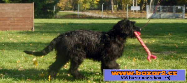 Briard - poslední černá fenka