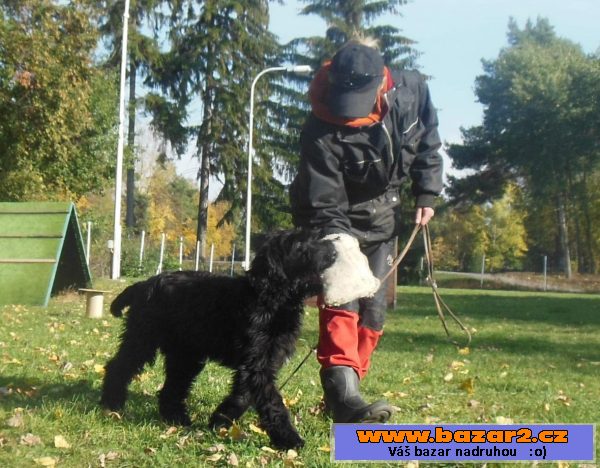 Briard - poslední černá fenka