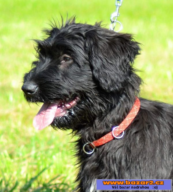 Briard - poslední černá fenka