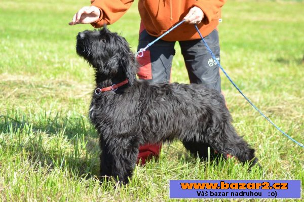 Briard - poslední černá fenka