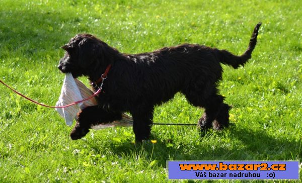 Briard - poslední černá fenka