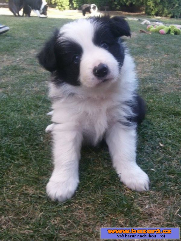 Borrder Collie štěňata s PP 